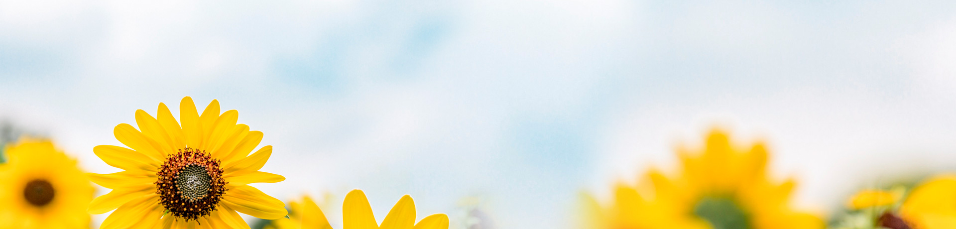 bet9九州(中国区)官方网站-Officials Website